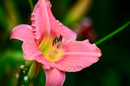 特写黄花菜花 水仙科 的照片 浅景深 选择性焦点图片