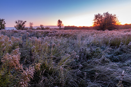 秋天清晨 在一片冰霜覆盖的田地上 出现了暮光景象绿色森林草地植物群日落地平线太阳植物天空季节图片