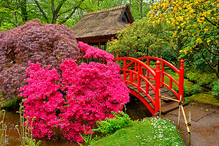 日式花园 荷兰海牙Clingendael公园风景植物游客活力胜地旅游公园地标庭园花坛图片