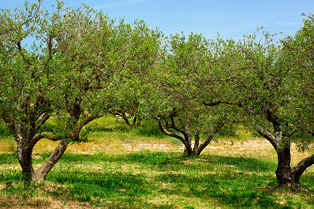 希腊克里特的奥莱亚欧佩亚橄榄树 用于橄榄油生产种植园食物树林叶子农场栽培木头树木收成旅行图片