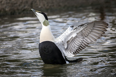 Eider duck 普通海鸟航班飞行水禽羽毛河岸鸭子地面动物群被子野生动物图片