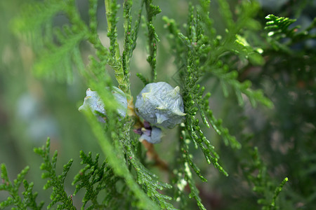 华丽的芽芽图片