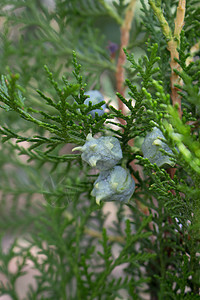 果芽花蕾图片