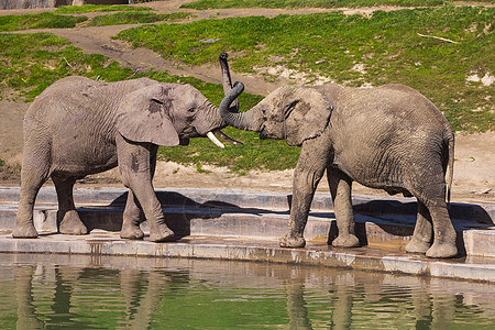 年轻大象在水洞附近玩耍动物群耳朵公园旅行象牙树干哺乳动物动物园国家动物图片