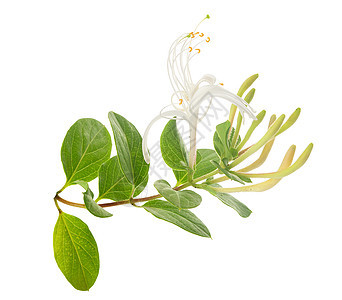 盛开的蜂蜜圈花序香气香味树叶白色植物群气味植物香水绿色图片