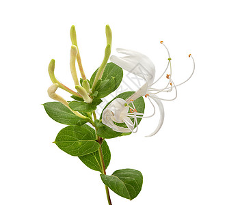 盛开的蜂蜜圈白色香气香水植物绿色气味树叶植物群香味木本图片