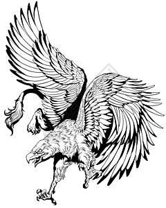 飞行狮鹫或狮鹫黑与白神话传奇狮子翅膀鹰头怪物生物绘画动物图片