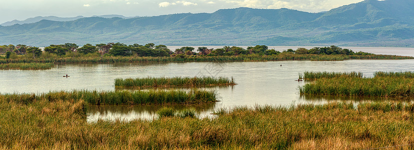 埃塞俄比亚查莫湖地貌 非洲鳄鱼沼泽野生动物栖息地生态旅行支撑活动风景淡水图片