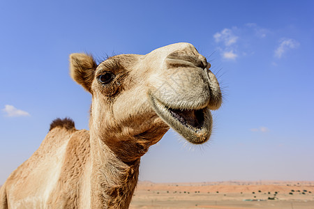 骆驼看镜头的近视图片