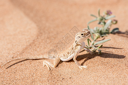 沙漠中的阿拉伯头阿虫脊椎动物变色龙蜥蜴野生动物橙子动物小白鼠壁虎爬虫荒野图片