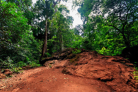 清晨的热带森林木头旅行绿色绿色植物叶子情调棕榈植被环境丛林图片