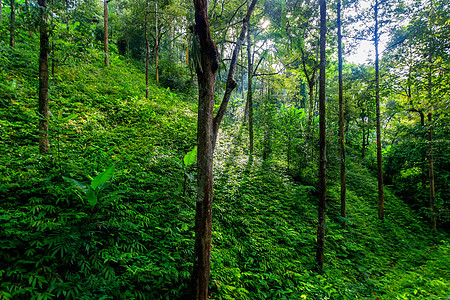 清晨的热带森林绿色植物情调植被薄雾棕榈环境绿色旅行木头丛林图片