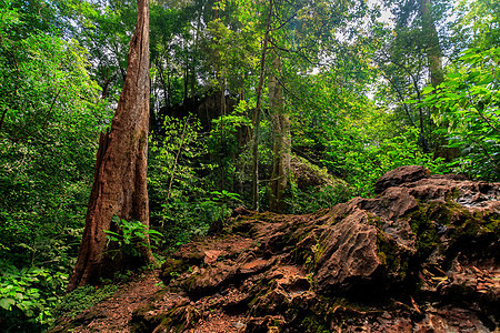 清晨的热带森林植被环境旅游岩石树干异国木头旅行生长薄雾图片