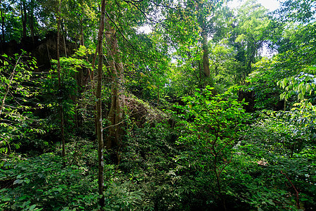 清晨的热带森林薄雾旅游情调棕榈树干叶子植被旅行绿色植物丛林图片