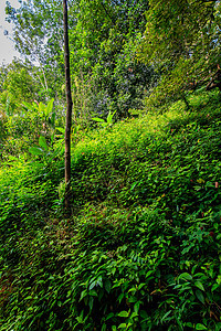 清晨的热带森林生长异国植被叶子旅行环境情调树干丛林绿色植物图片