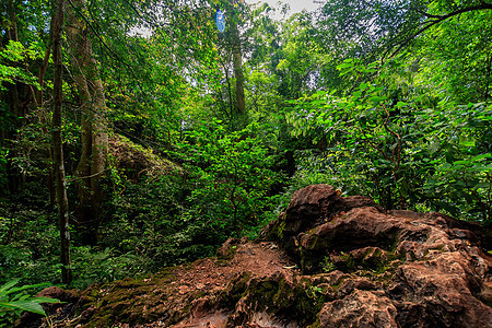 清晨的热带森林棕榈旅游生长异国树干石头情调叶子旅行绿色图片