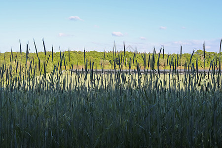 农业作物和小麦田的夏季观景 准备供人耕种收获场地环境小麦收成草垛感恩粮食草地国家图片