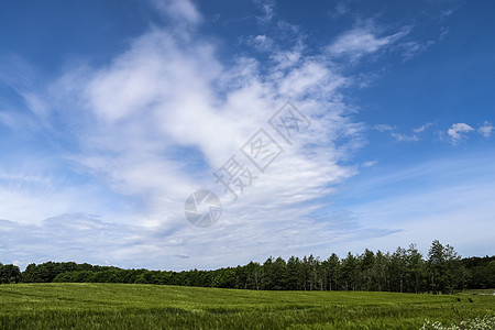 农业作物和小麦田的夏季观景 准备供人耕种小麦蓝色农村草垛感恩草地收成生长谷物玉米图片