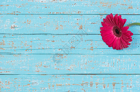 浅蓝木木本底的浪漫粉红色花朵背景图片