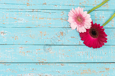 浅蓝木上粉红色的热贝拉花朵图片
