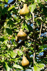 树上三个成熟的梨子图片
