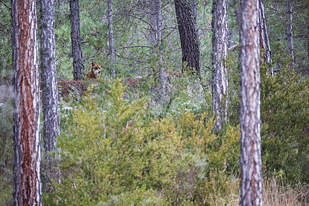 伊比里亚狼加拿大狼哺乳动物荒野动物野生动物森林食肉捕食者木头松树狼疮图片
