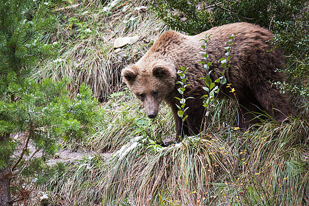 棕熊荒野野生动物哺乳动物动物毛皮捕食者图片