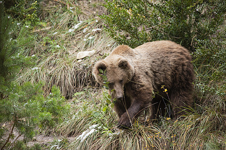 棕熊动物野生动物毛皮荒野捕食者哺乳动物图片