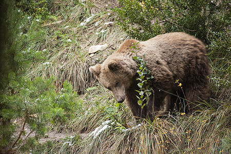棕熊野生动物动物荒野哺乳动物毛皮捕食者图片
