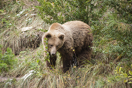 棕熊动物毛皮野生动物哺乳动物捕食者荒野图片