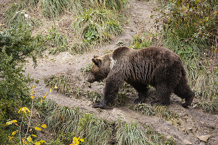 棕熊荒野野生动物动物捕食者哺乳动物毛皮图片