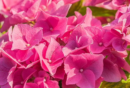粉色的花朵微距花园水平明信片婚礼质感效果摄影植物学花瓣背景图片