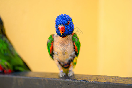 彩虹Lorikeet的配对游戏异国疾病眼睛尾巴动物热带翅膀鸟类鹦鹉萝莉图片