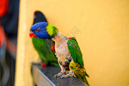 彩虹Lorikeet的配对游戏萝莉森林金刚鹦鹉男性鸟类彩虹骚扰异国尾巴荒野图片