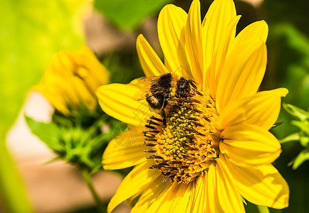 美丽的有蜜蜂的黄色花朵图片