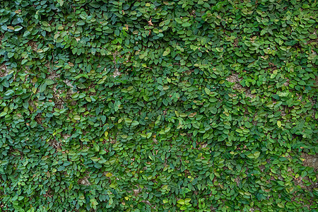 庭院的装饰 长满绿色植物的磨坊树篱叶子地面墙纸生态花园宏观栅栏草地乡村图片