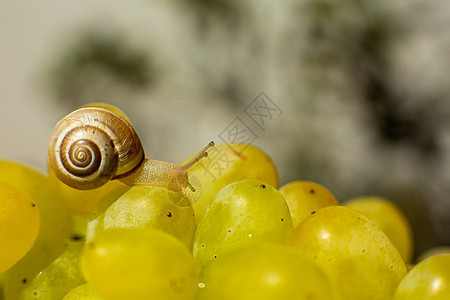 一只小蜗牛在葡萄上爬行的缝合螺旋动物宏观农场鼻涕虫房子田螺食物天线荒野图片