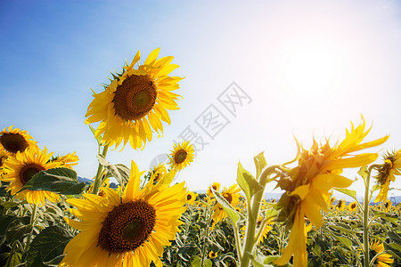 夏日阳光下向日葵植物收成生长蓝色农村晴天天空季节农场花瓣图片