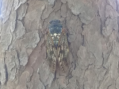 一只大飞的甲虫 沉在树上的干树皮上工作室疾病黑色害虫生物学白色荒野科学苍蝇房子图片