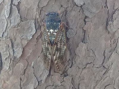 一只大飞的甲虫 沉在树上的干树皮上野生动物疾病苍蝇房子漏洞荒野工作室生物学携带者脊椎动物图片