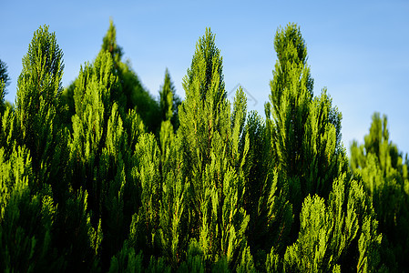 蓝天空背景的松树枝宏观棕榈植物树叶松树耀斑橡木森林墙纸树木图片