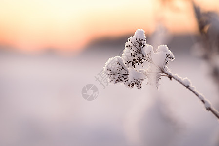 花朵覆盖了冬天的大雪和日落时间天空太阳线索松树森林暴风雪冻结公园木头环境图片