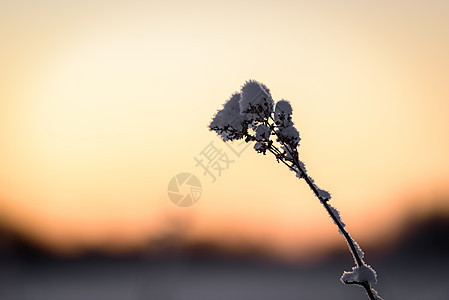 花朵覆盖了冬天的大雪和日落时间环境紫色森林木头天气线索天空冻结公园蓝色图片