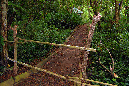 菲律宾帕拉万森林通道土壤地面树木丛林棕色森林叶子树叶绿色通道图片