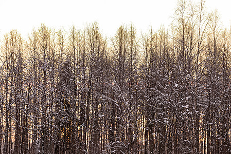 森林覆盖了冬天的大雪和日落的寒冬天空公园国家线索环境太阳暴风雪紫色天气松树橙子图片