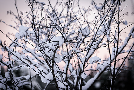 树枝下满是大雪和日落时间i蓝色森林木头冻结暴风雪紫色天气松树公园环境图片