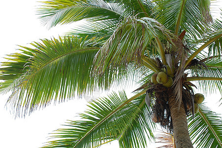 菲律宾岛上的椰子树 菲律宾岛绿色叶子热带树叶水果树干图片