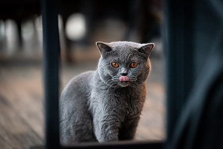 早晨一只黑猫 眼睛是黄色的宠物猫科小猫鼻子黑色哺乳动物家庭公寓舌头猫咪图片