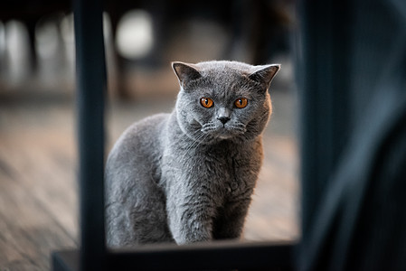 早晨一只黑猫 眼睛是黄色的毛皮动物鼻子哺乳动物小猫宠物舌头家庭猫咪猫科图片