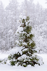 在拉普的冬天 大树上 满是大雪蓝色树干天空冻结季节美丽森林场景风景树木图片